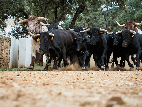 Stampede of spanish fighting bulls