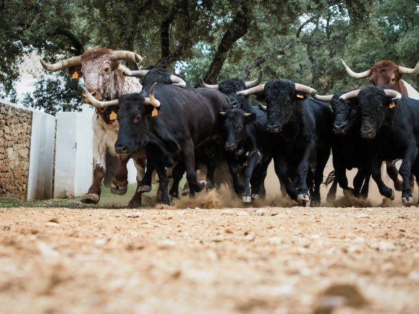 Running of the Bulls Stampede of spanish fighting bulls stampeding photos stock pictures, royalty-free photos & images