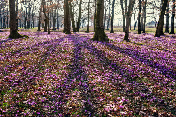 istock blossoming crocus flowers in the forest. 658278788