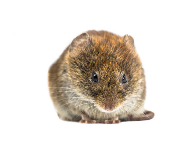 istock Frontal close up of angry Bank vole 658284020