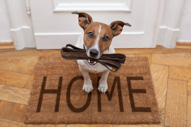 istock dog waits for walking with leash 658284982