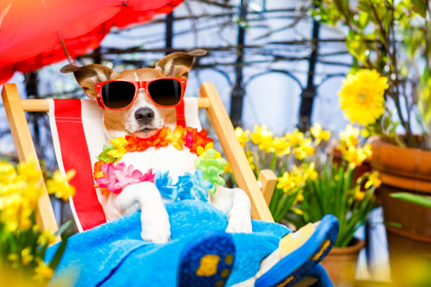 istock dog summer holiday vacation on hammock 658285066