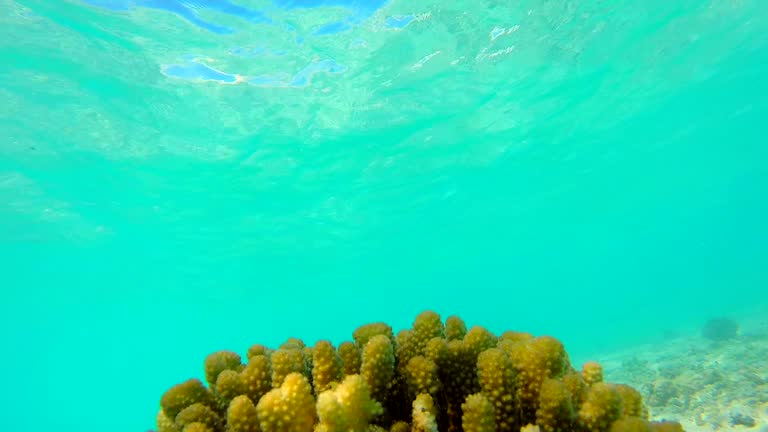 Ocean scenery on shallow coral reef. Underwater video of the ocean. Small fish swim erratically and hidden by algae. Colored corals and fish in the Maldives.