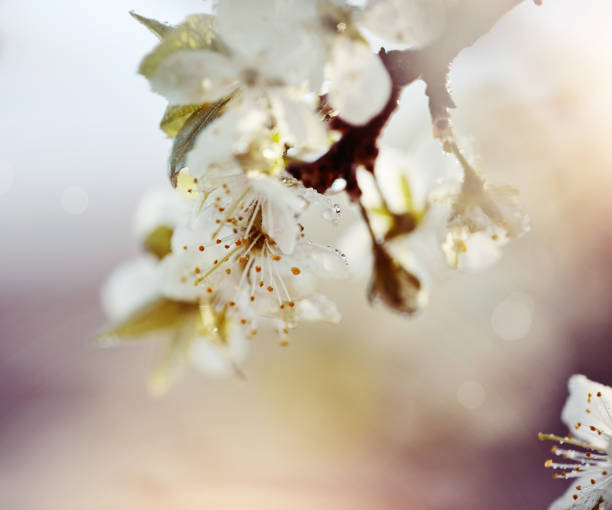 istock Blossoming of a plum tree 658288330