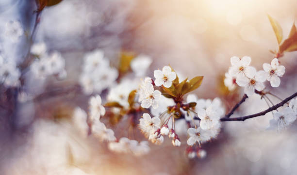 istock Branch with flowers of a cherry tree 658288534