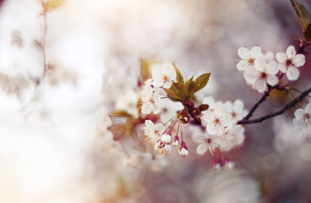 istock Branch with flowers of a cherry tree 658288570