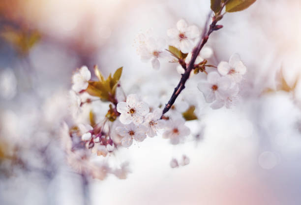 istock Branch with flowers of a cherry tree 658290586