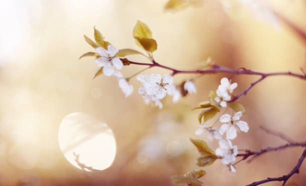 istock Branch of the blossoming cherry 658290674