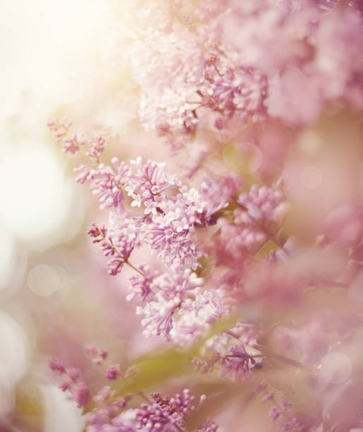 istock The blossoming lilac in the spring. 658291052