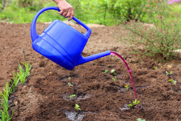 istock Watering plants in garden 658291070