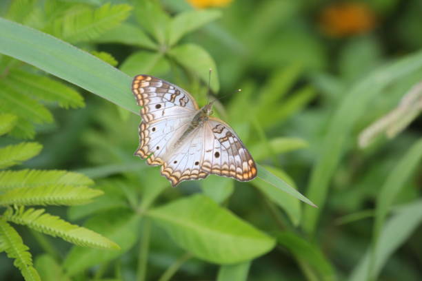 istock White Peacock Butterfly, Anartia jatrophae 658291176