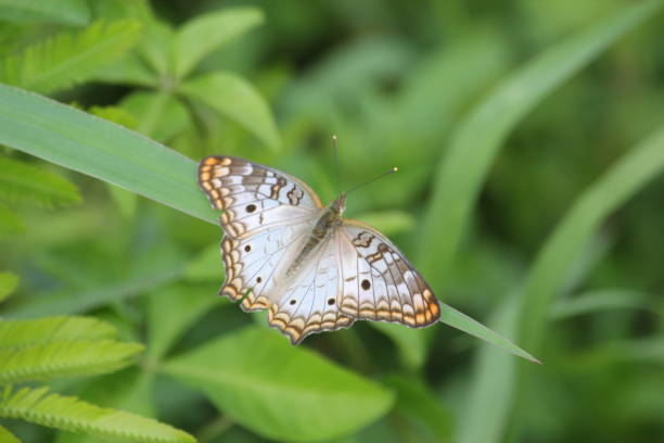istock White Peacock Butterfly, Anartia jatrophae 658291446
