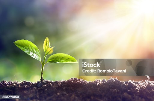 istock Young Plant Growing In Sunlight 658291850