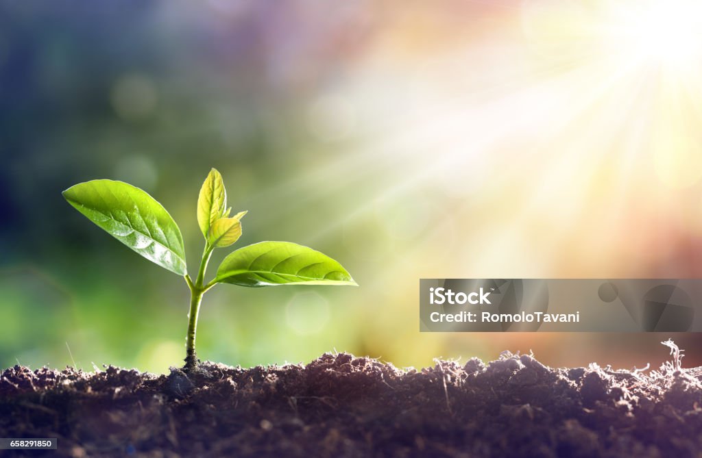 Young Plant Growing In Sunlight Young Sprout Grow In Dirt With Sun Growth Stock Photo