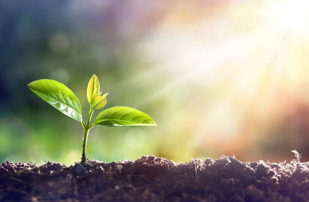 Young Plant Growing In Sunlight Young Sprout Grow In Dirt With Sun flourish stock pictures, royalty-free photos & images