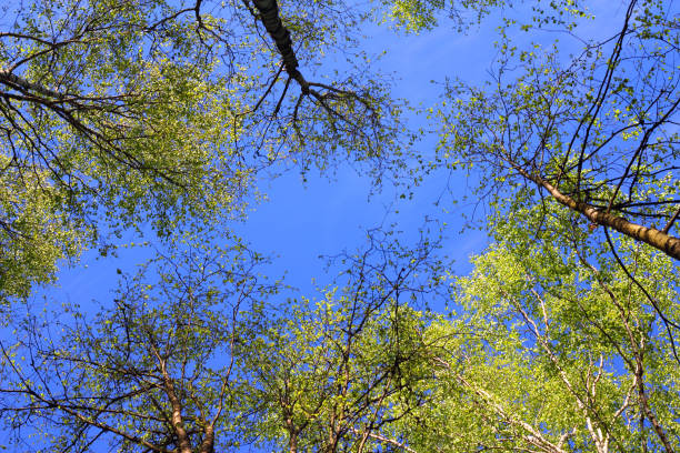 青空と樹冠 - treetop sky tree high section ストックフォトと画像