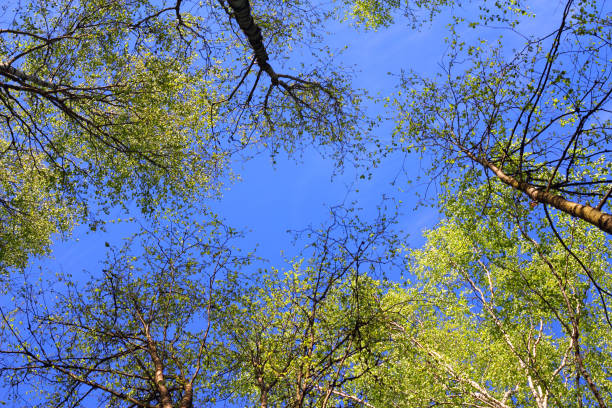 coroa de árvore contra o céu azul - treetop sky tree high section - fotografias e filmes do acervo