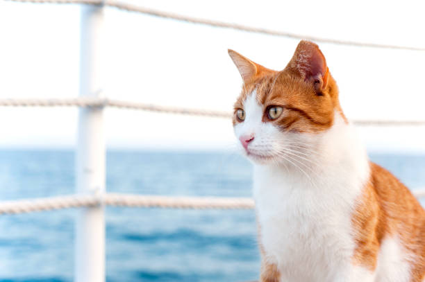 Red cat sitting and waiting on harbor of Mediterranean sea. Vibrant colored horizontal summertime outdoors image with blue sky background.