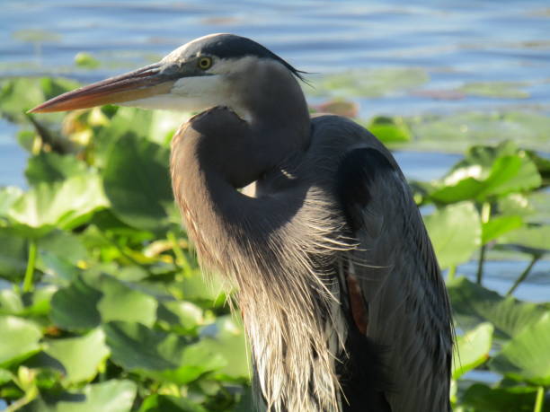 istock Great Blue Heron Close-up by the Water Lilies Left Side 658297764