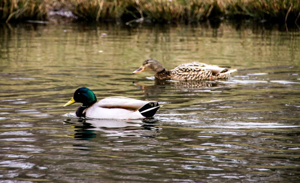 masculino e feminino mallard patos nadando em um lago peacefull - peacefull - fotografias e filmes do acervo