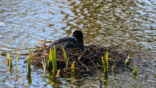 istock Moorhens's nest in water 658298270