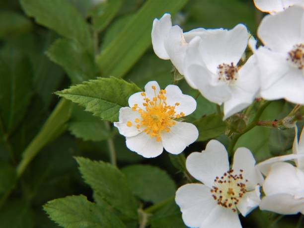 Multiflora Rose Flowers in Bloom Multiflora rose (Rosa multiflora) flowers in bloom in late spring. rosa multiflora stock pictures, royalty-free photos & images