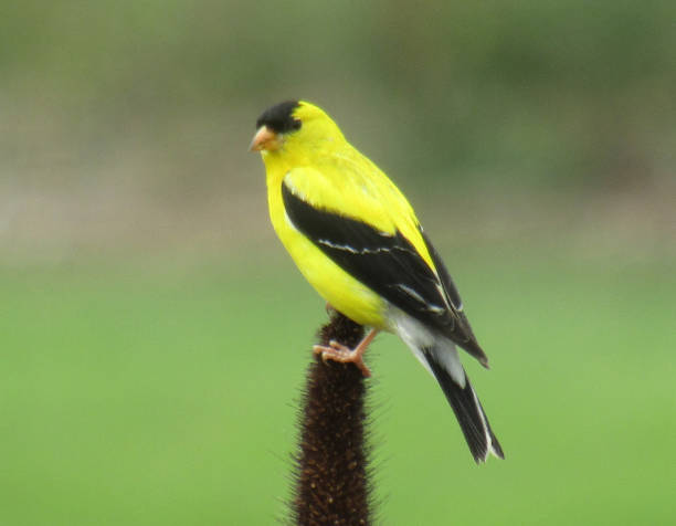 istock Goldfinch Alone in Field 658300674