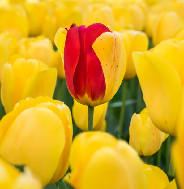 istock Red and Yellow Tulip Closeup 658303918
