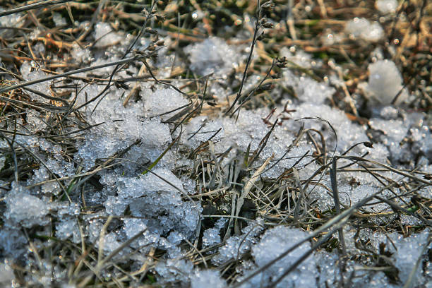 Snow in the dry grass, close-up.