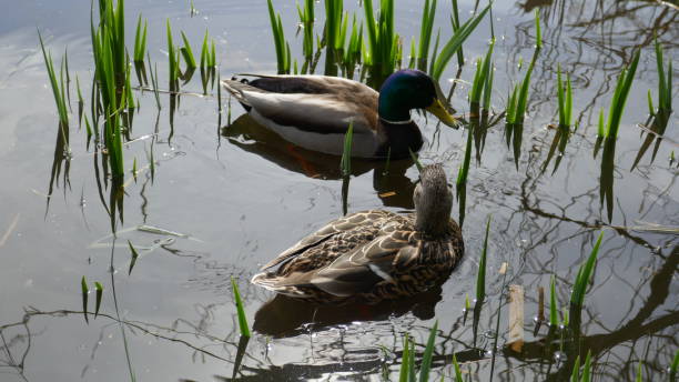 istock Male and female Mallard Ducks 658304412