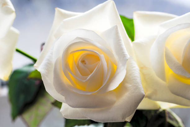 istock White rose close-up can use as background. Soft focus. 658304670