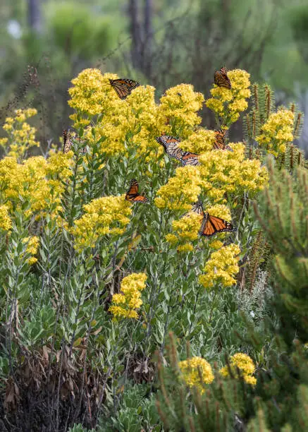Photo of Monarch Butterflies Hover Around Goldenrod