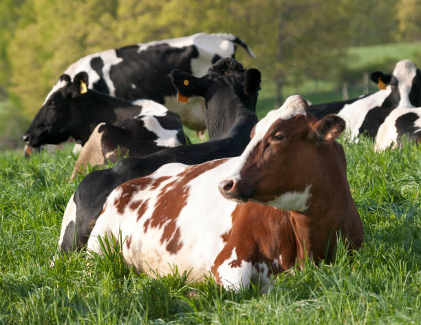 istock Holstein Cows Resting in a Pasture in the Hudson Valley 658307258