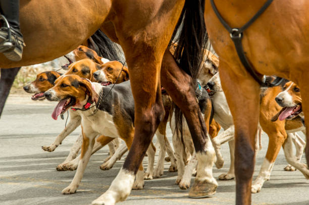 istock Hounds and Horses 658308046
