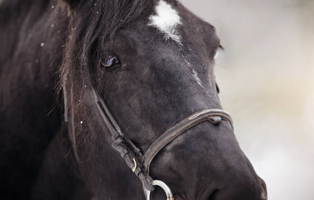 istock Muzzle of a horse in a bridle. 658310516
