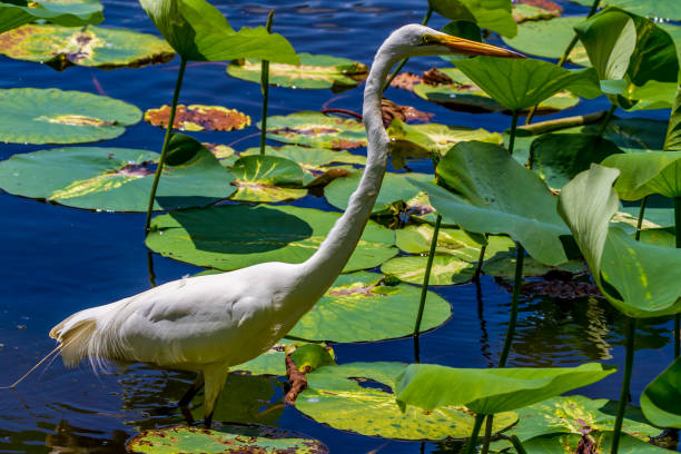 A Beautiful Wild Great White Egret, (Ardea alba), Out Hunting for Fish in Beautiful Yellow Lotus (Nelumbo lutea) Water Lilies at Brazos Bend, Texas.
