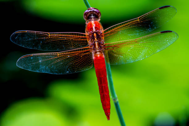 istock Beautiful Red Skimmer Dragonfly from Above. 658310668