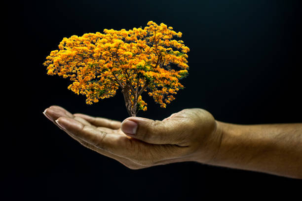 ręka azjatyjskiego człowieka trzymającego drzewo jest środowiskiem pomagającym w dawaniu lub błaganiu koncepcji na czarnym tle ciemnego stylu - development tree human hand bonsai tree zdjęcia i obrazy z banku zdjęć