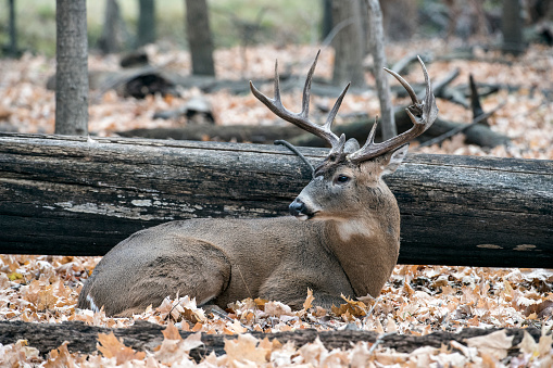 Whitetail Buck Resting