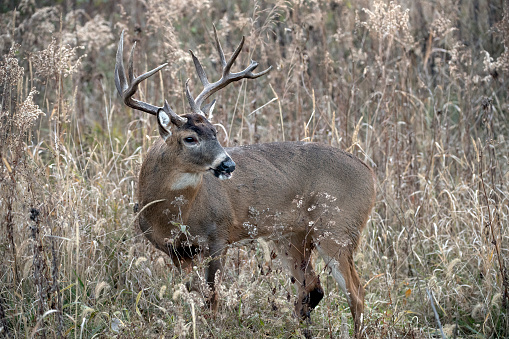 Big Whitetail Buck standing in field