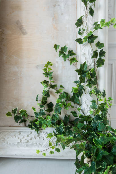 istock White art stucco gypsum wall with a grean loach branch on it 658314670