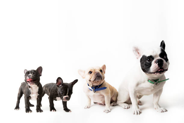 istock French bulldog family on background 658314830