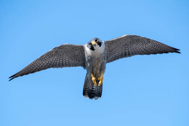롱윙 - peregrine falcon 뉴스 사진 이미지
