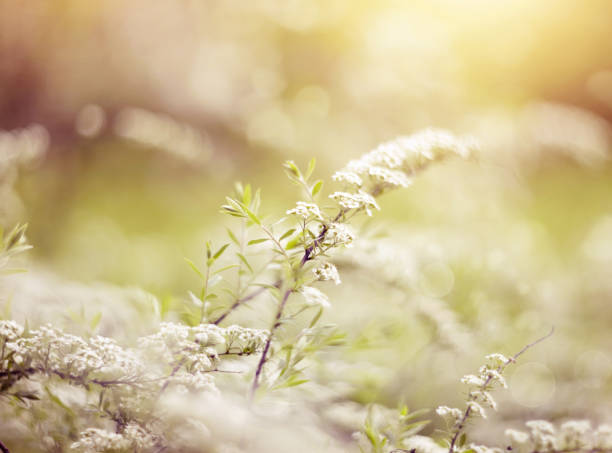 istock Blossoming bush of Spiraea 658318816