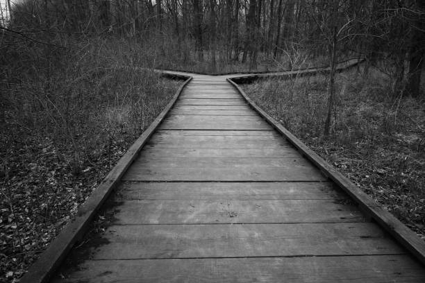 i choose the path less traveled - forest preserve imagens e fotografias de stock