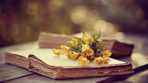 istock The old open book and yellow buttercups 658322220