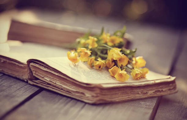 istock Old open book and yellow buttercups 658322282