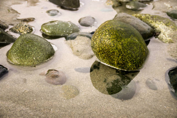 istock Close up beach rocks in a tidal pool 658324636