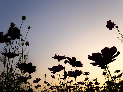 Silhouette of cosmos (bipinnatus) flowers against the twilight sky background. Cosmos is also known as Cosmos sulphureus with copy space, Selective Focus