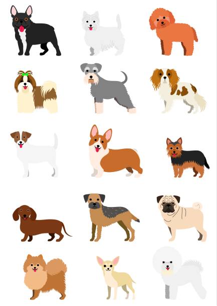 маленькие породы собак набор - shih tzu cute animal canine stock illustrations